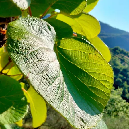Arca Di Ne Alojamento de Acomodação e Pequeno-almoço Terisso