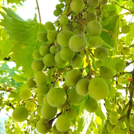 Alojamento de Acomodação e Pequeno-almoço Arca Di Ne *